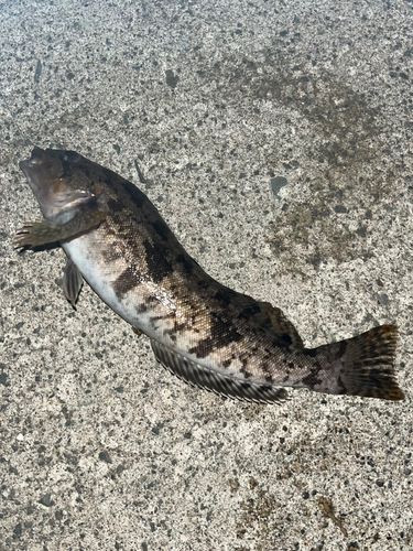 アイナメの釣果