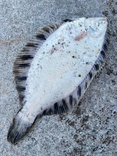 クロガシラガレイの釣果