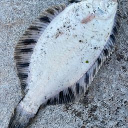 クロガシラガレイ