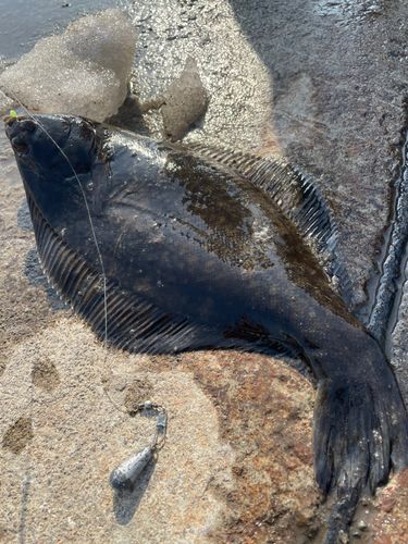 クロガシラガレイの釣果