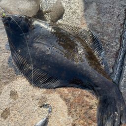 クロガシラガレイ