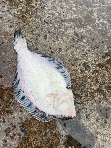 クロガシラガレイの釣果