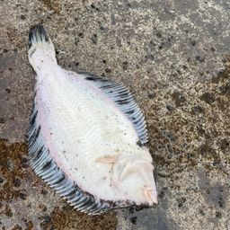 クロガシラガレイ