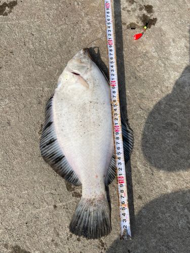 クロガシラガレイの釣果