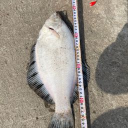 クロガシラガレイ