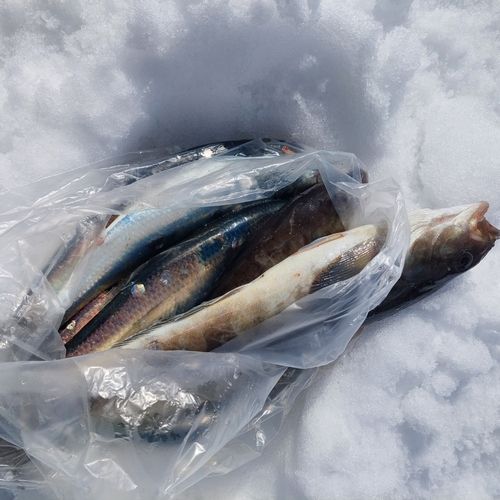 ニシンの釣果