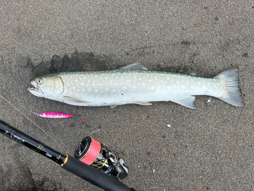 ウミアメの釣果