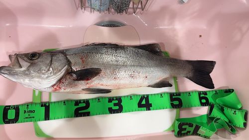ヒラスズキの釣果