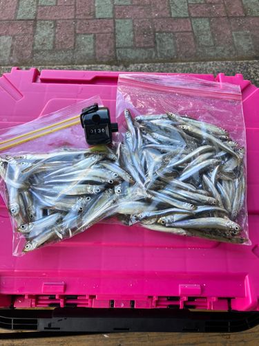 ワカサギの釣果