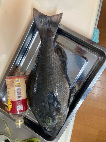 メジナの釣果
