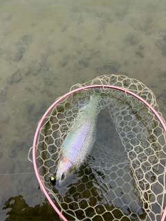 ニジマスの釣果