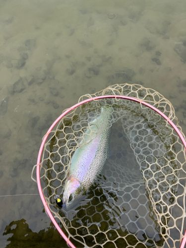 ニジマスの釣果