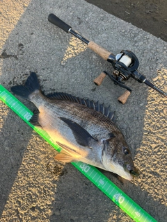 クロダイの釣果