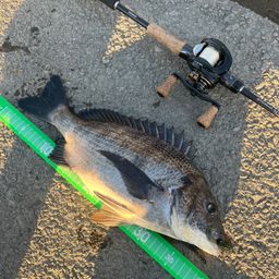 クロダイ