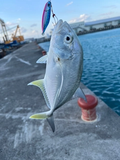 ガーラの釣果