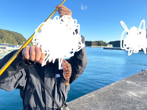 アカササノハベラ