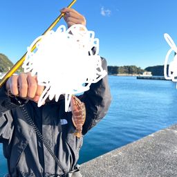 アカササノハベラ