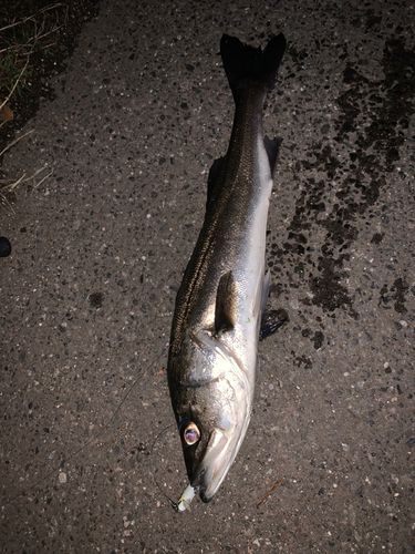シーバスの釣果