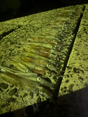 ササイカの釣果
