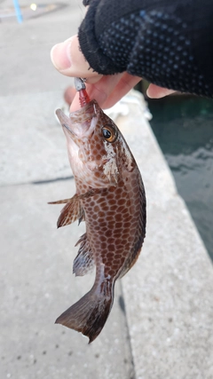 オオモンハタの釣果