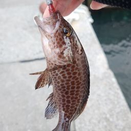 オオモンハタ