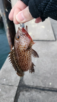 オオモンハタの釣果