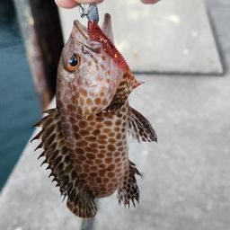 オオモンハタ