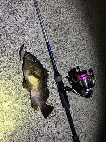 メバルの釣果