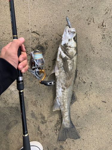 マルスズキの釣果