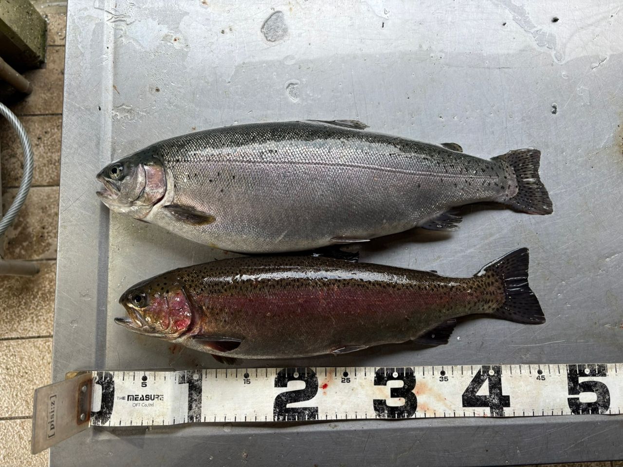 スチールヘッド