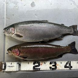 スチールヘッド