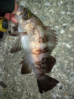 メバルの釣果