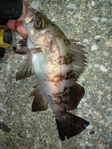 メバルの釣果