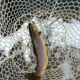 ブラウントラウト