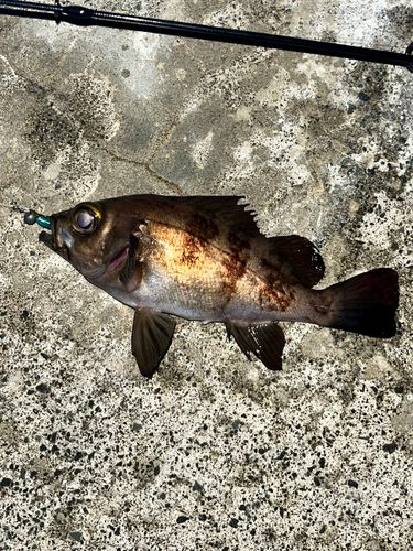 メバルの釣果