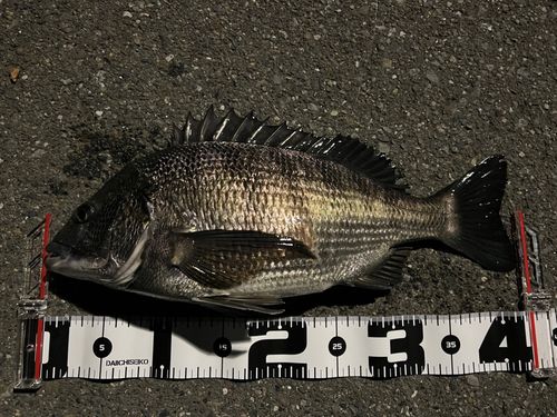 クロダイの釣果