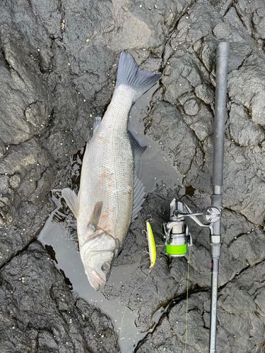 ヒラスズキの釣果