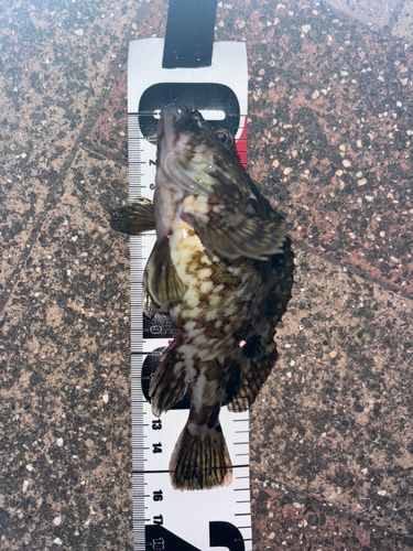 ガシラの釣果