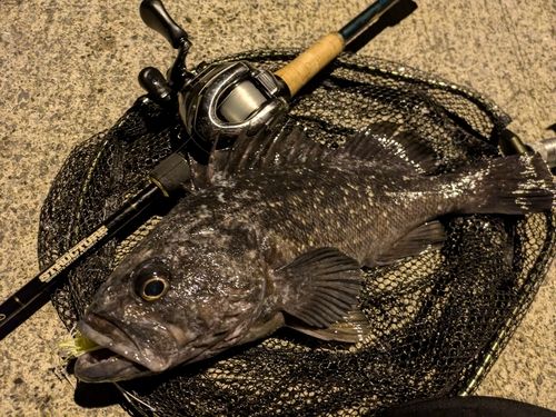 クロソイの釣果