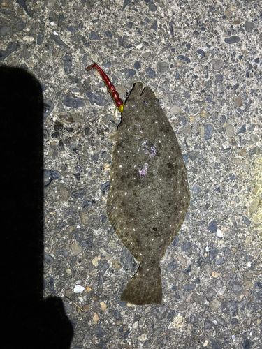 ヒラメの釣果
