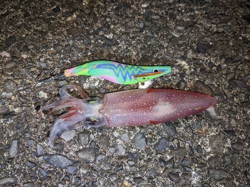 イカの釣果