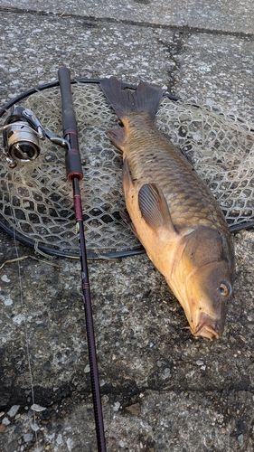 コイの釣果