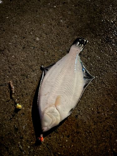 クロガシラガレイの釣果