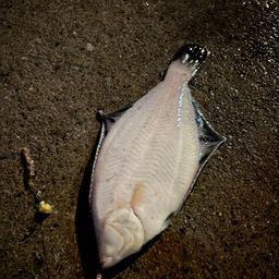 クロガシラガレイ