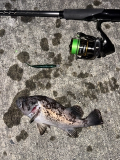 クロソイの釣果