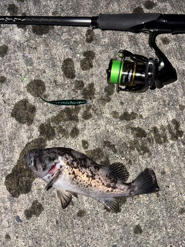 クロソイの釣果