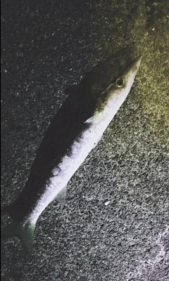 アカカマスの釣果