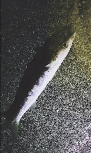 アカカマスの釣果