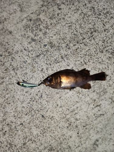 メバルの釣果