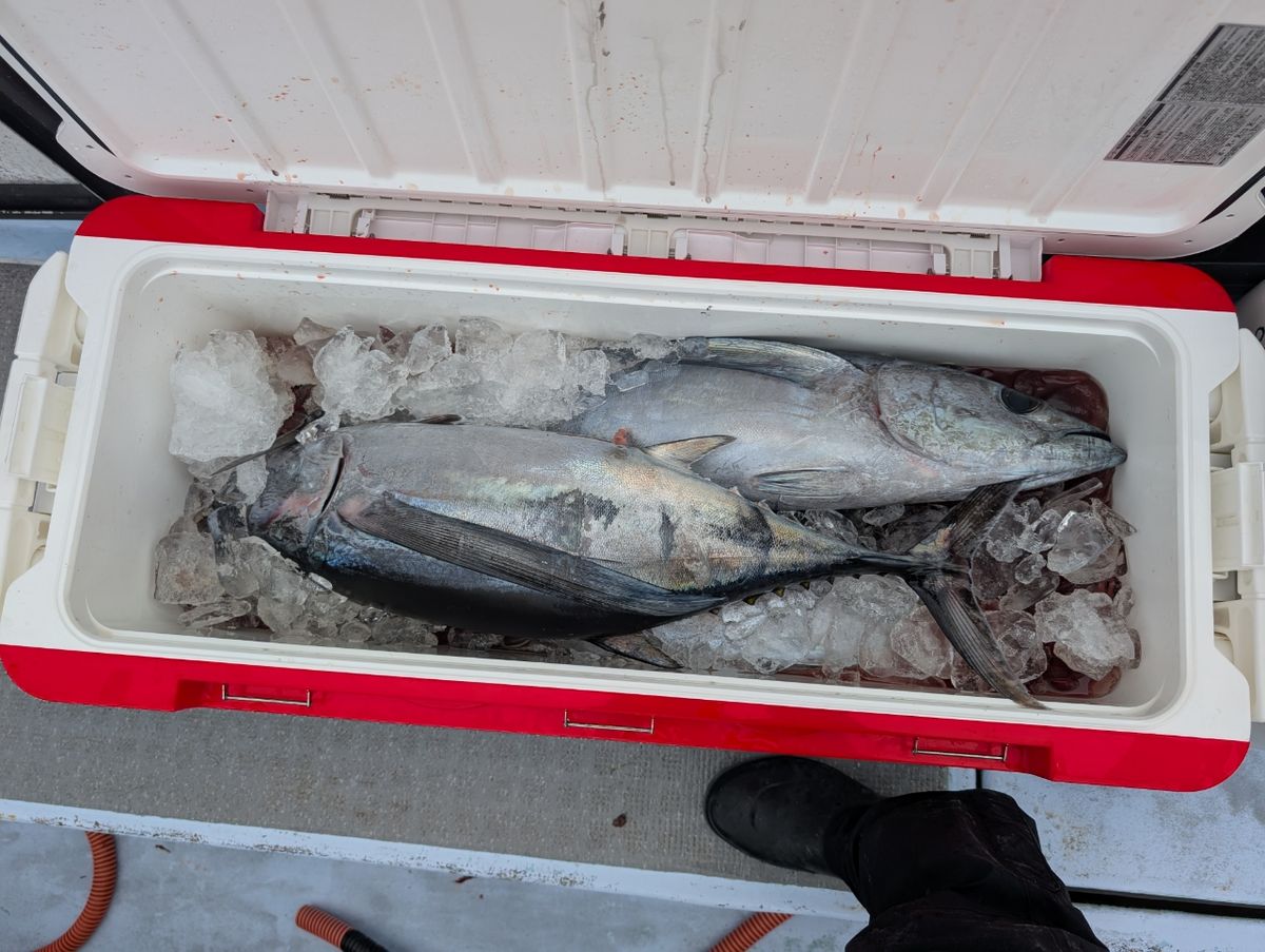 リリースサイズさんの釣果 2枚目の画像